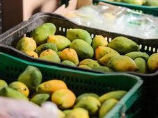 Imagem - Manga barata invade feira de Salvador com caixa a R$ 50