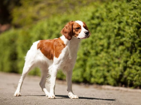 Imagem - 4 características do cachorro da raça spaniel bretão 