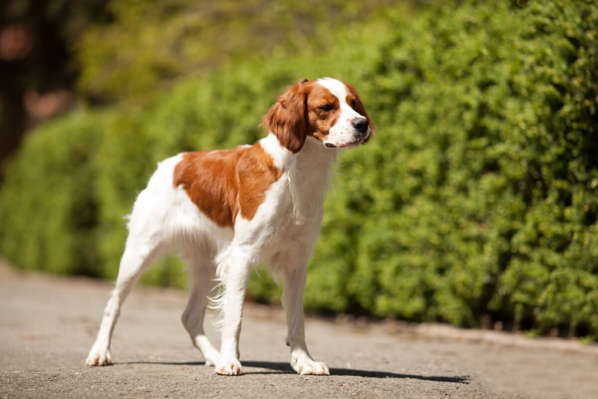 As características marcantes do spaniel bretão fizeram com que ele ganhasse espaço também como animal de estimação (Imagem: Serova_Ekaterina | Shutterstock)