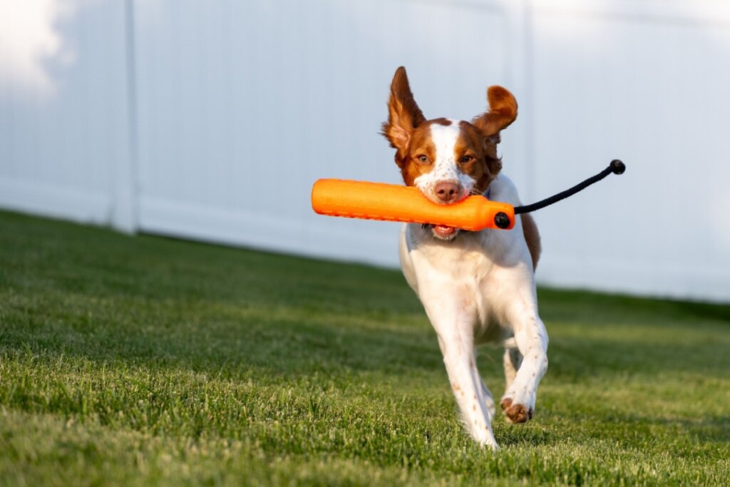O spaniel bretãoprecisa de estímulos físicos e mentais para ter uma vida longa e saudável (Imagem: Wirestock Creators | Shutterstock)