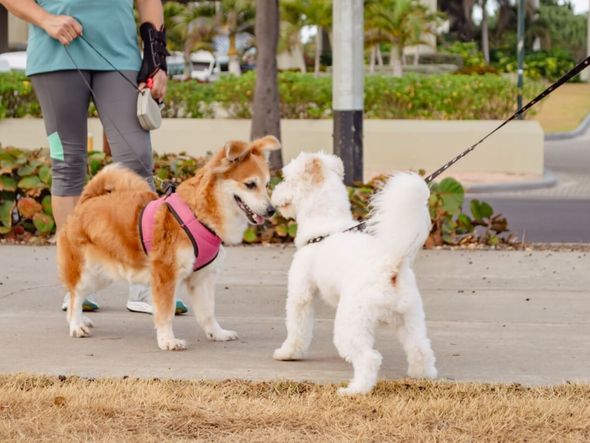Imagem - Seu cachorro é tímido? Veja 7 dicas para torná-lo mais sociável 