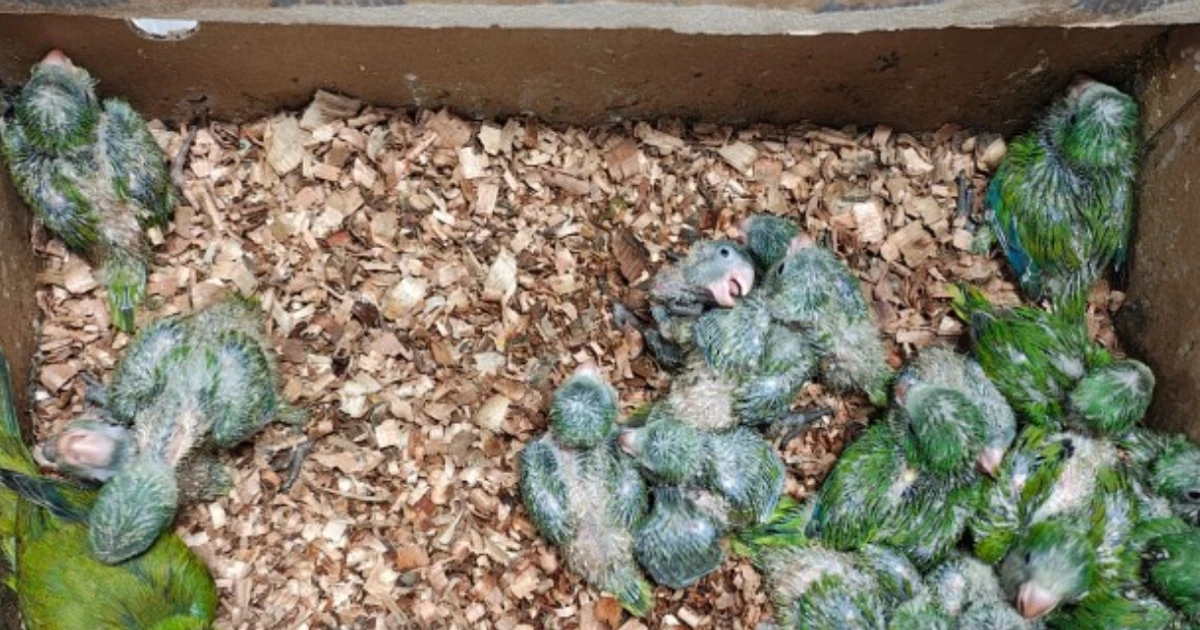 Imagem - Mais de 140 aves silvestres são resgatadas de cativeiro