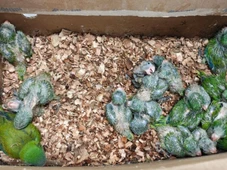 Imagem - Mais de 140 aves silvestres são resgatadas de cativeiro