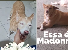 Imagem - Morre Madonna, cadelinha famosa no campus da Ufba