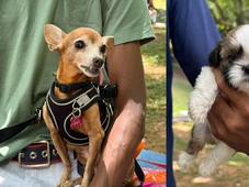 Imagem - Mutirão oferece vacina V10 gratuita para cães no Parque da Cidade nesta quarta-feira (19)