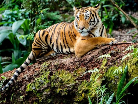 Imagem - Maiores felinos do mundo: 8 curiosidades sobre os tigres