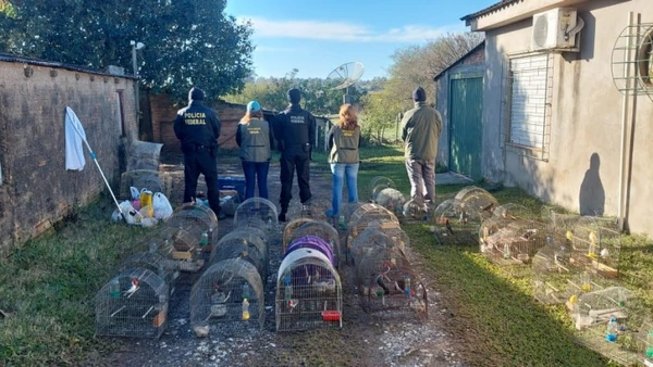 73 aves de 14 espécies diferentes mantidas em cativeiro já haviam sido resgatadas em agosto por Divulgação