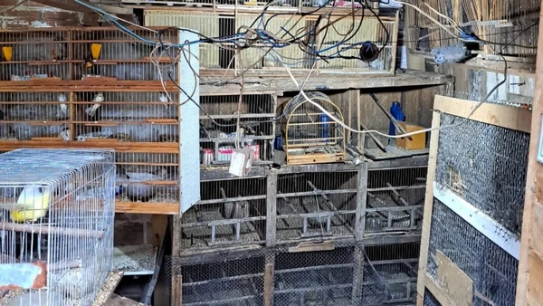 Aves silvestres foram resgatadas por Divulgação