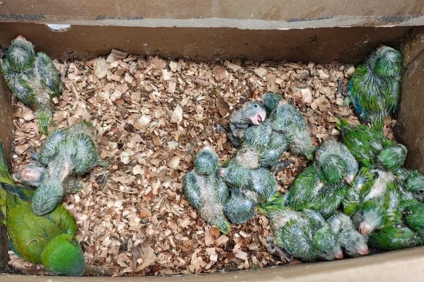 Aves silvestres foram resgatadas