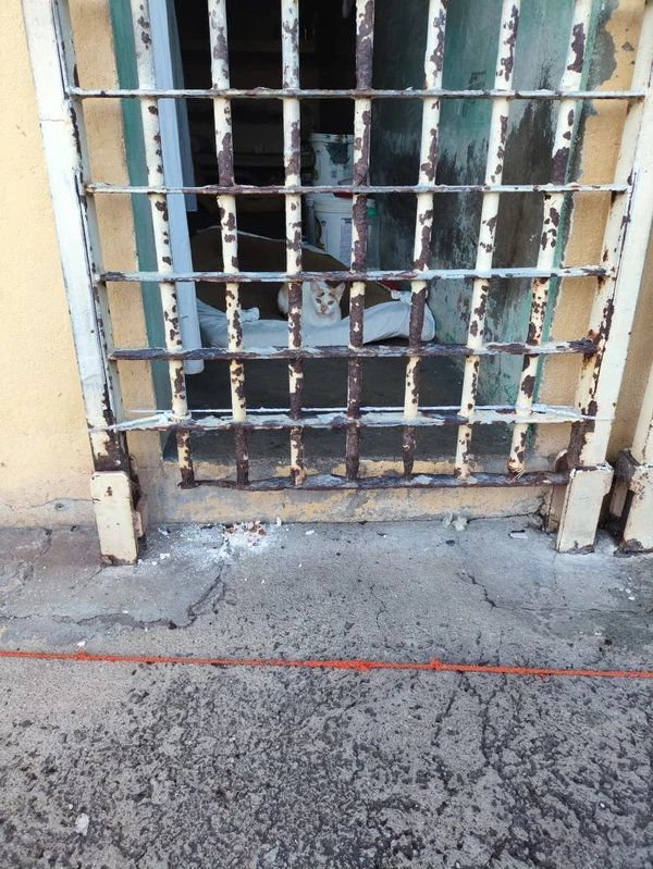 Celas apresentam ferrugem aparente por Arquivo pessoal