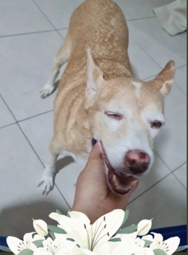 Conheça Madonna, pet famoso entre estudantes da Ufba por Reprodução / Redes sociais