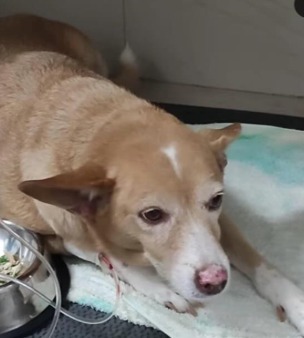 Conheça Madonna, pet famoso entre estudantes da Ufba por Reprodução / Redes sociais