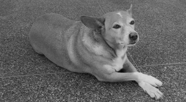 Conheça Madonna, pet famoso entre estudantes da Ufba por Reprodução / Redes sociais