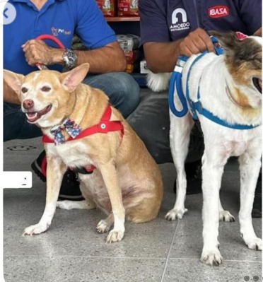 Conheça Madonna, pet famoso entre estudantes da Ufba por Reprodução / Redes sociais