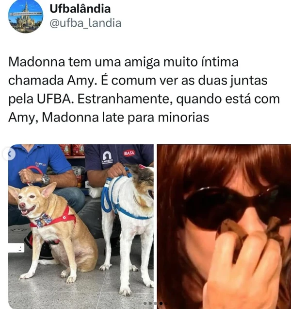 Conheça Madonna, pet famoso entre estudantes da Ufba por Reprodução / Redes sociais