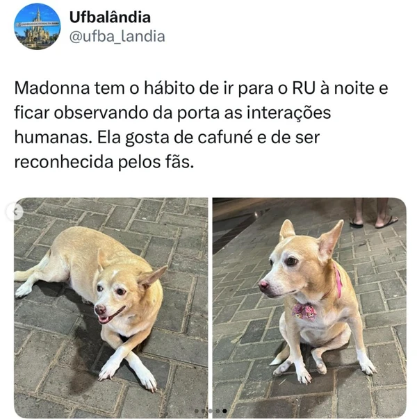 Conheça Madonna, pet famoso entre estudantes da Ufba por Reprodução / Redes sociais