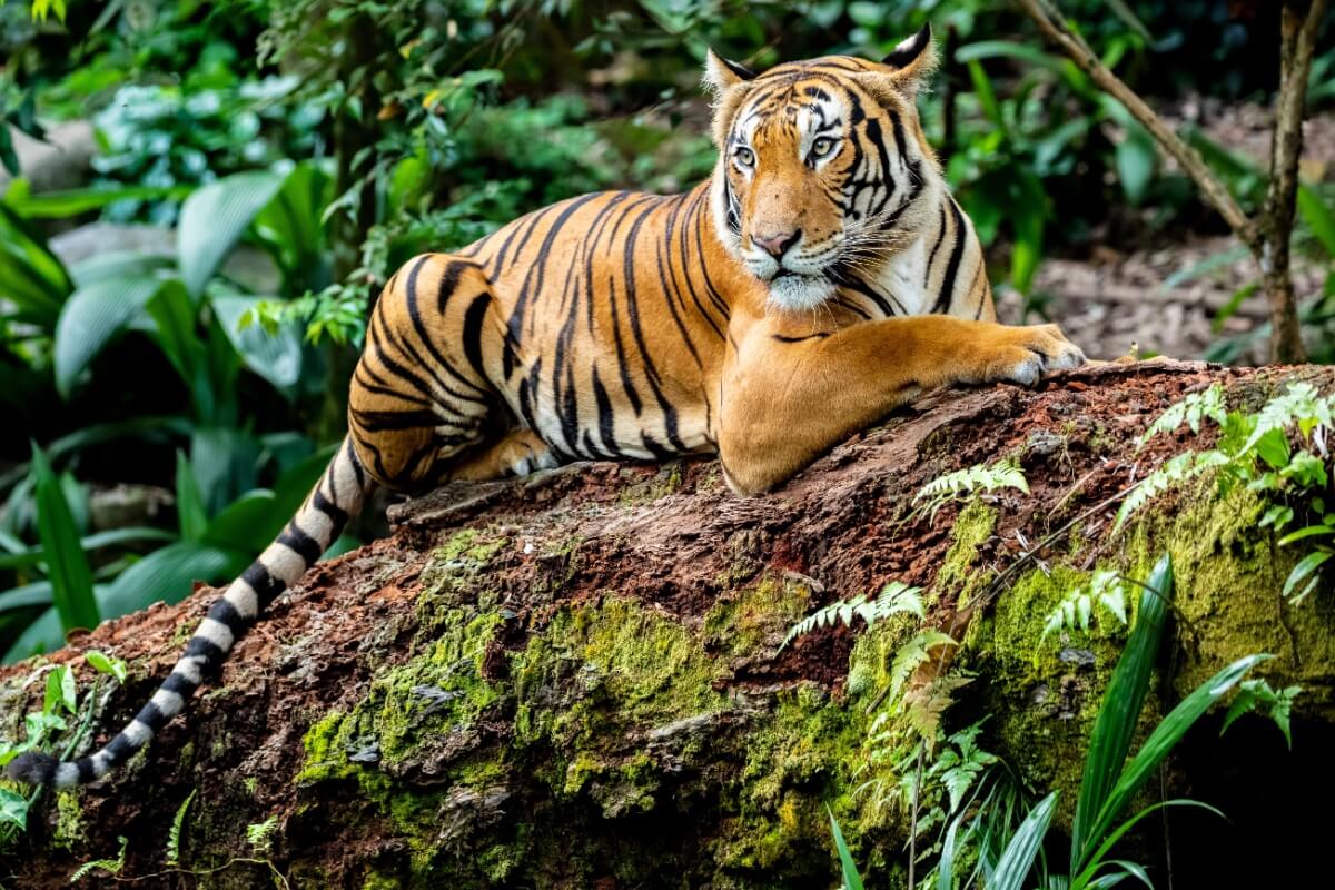Os tigres são verdadeiros símbolos de força, beleza e mistério (Imagem: Danny Ye | Shutterstock)