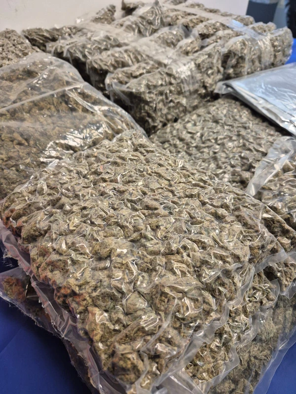 Maconha por Divulgação