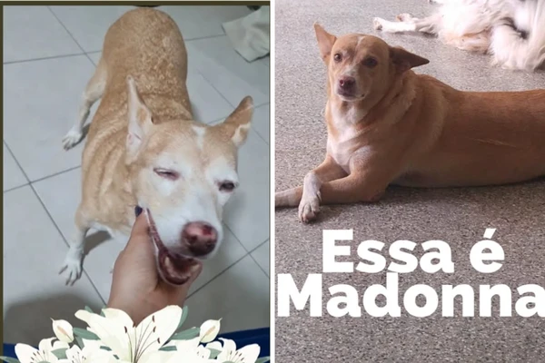 Madonna, pet da Ufba