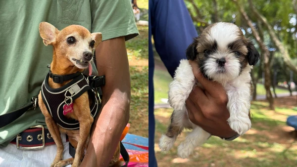 Mutirão oferece vacina V10 gratuita para cães no Parque da Cidade