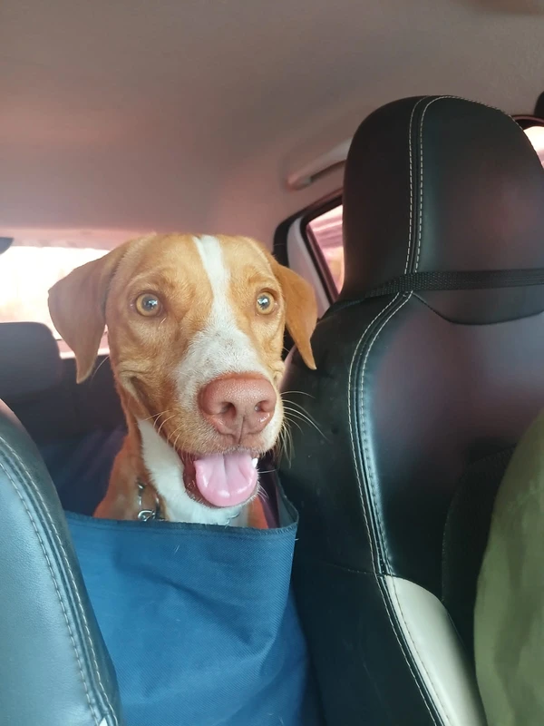 Chico, 1 ano, desparasitado e castrado por Divulgação