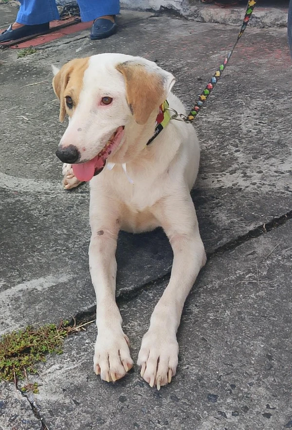 Elza tem 2 anos, é castrada e está desaparasitada por Divulgação