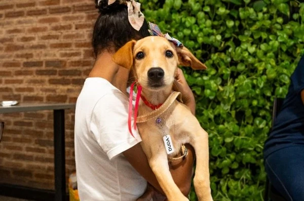 Evento de adoção será neste sábado (22), no Parque Shopping Bahia por Divulgação