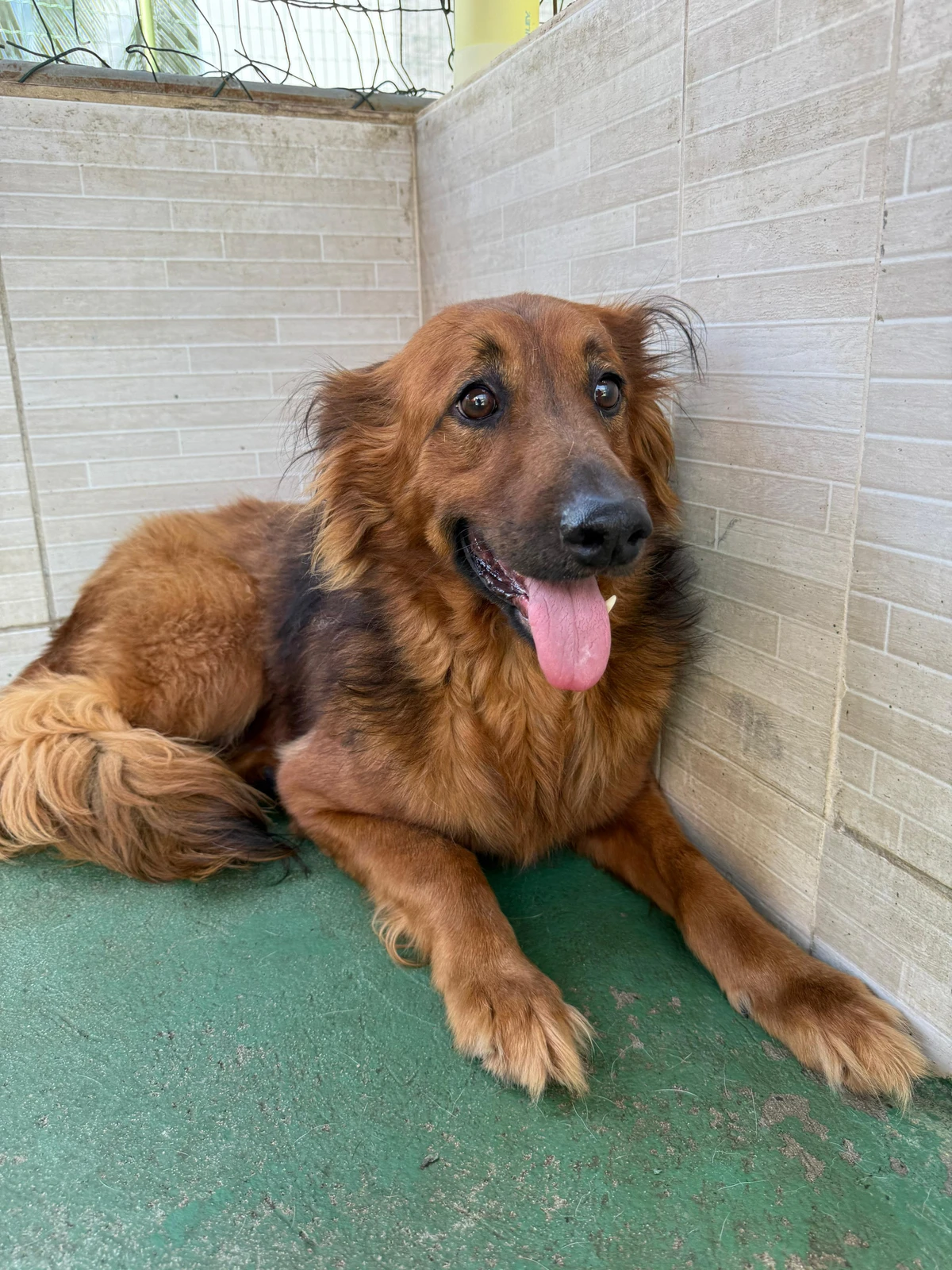 Golda tem três anos, é castrado e está vacinado e desparasitado por Divulgação