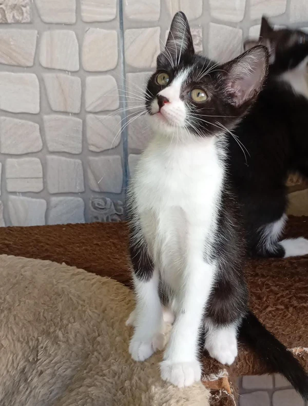 Maria tem dois meses e é fêmea por Divulgação