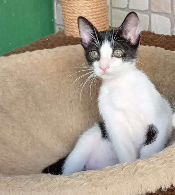 O gatinho José estará no evento de adoção por Divulgação