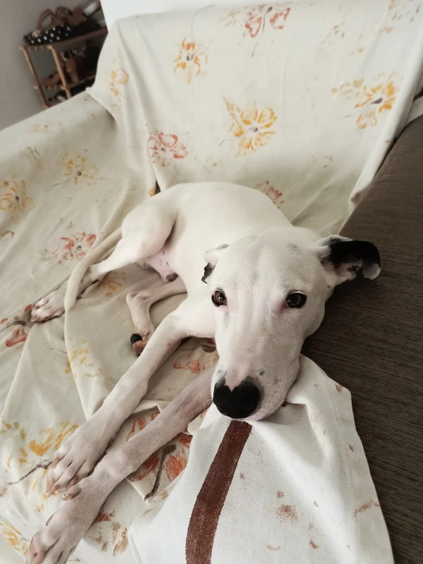 Thor tem cinco meses por Divulgação