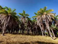 Imagem - Acelen Renováveis reforça desenvolvimento da cadeia da macaúba