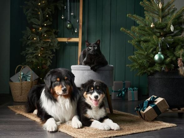 Imagem - Natal com pets: 7 formas de decorar a casa sem riscos para os animais