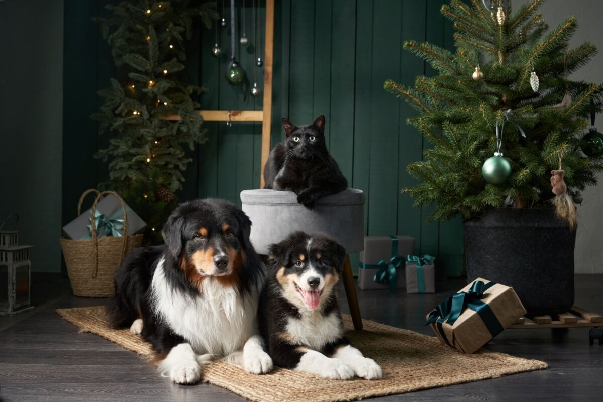 Alguns cuidados ajudam a tornar a decoração de Natal segura para os pets (Imagem: Anna Averianova | Shutterstock)
