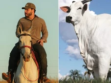 Imagem - Ex de Marília Mendonça vira dono da vaca mais cara do mundo: R$ 13 milhões