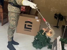 Imagem - Sete sariguês são encontrados em caixa de enfeites natalinos em casa de Salvador
