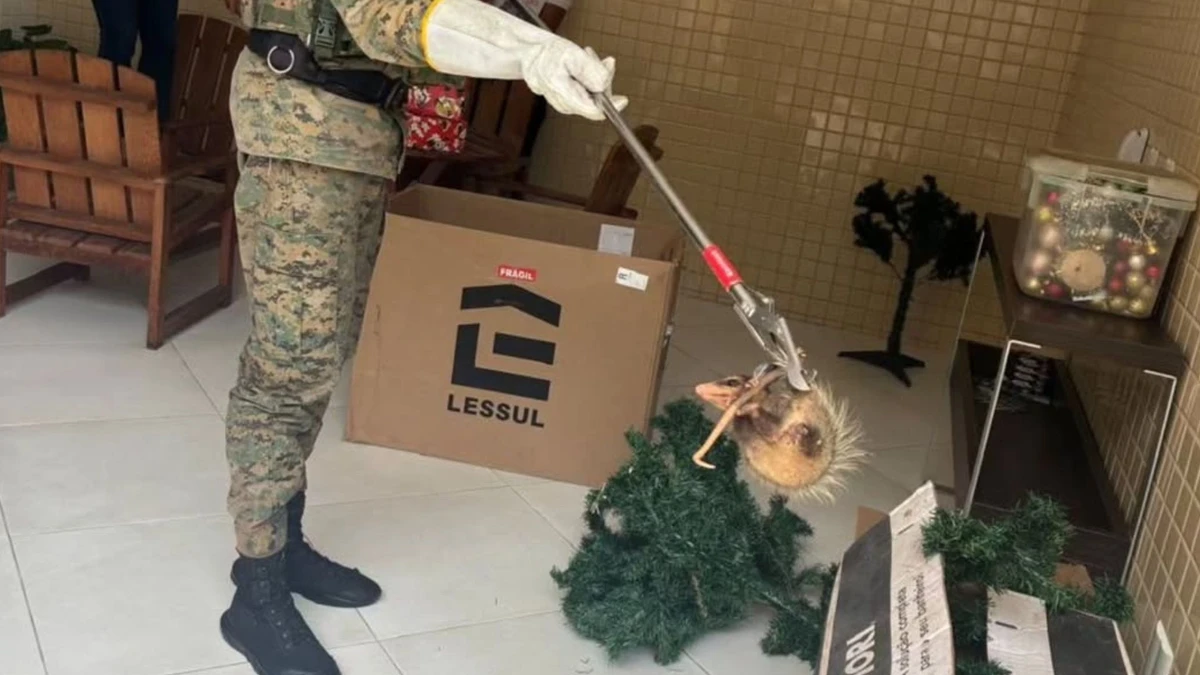 Resgate de sariguê em casa localizada em Brotas, em Salvador