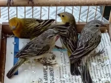 Imagem - Homem é multado em R$ 5 mil por capturar e manter aves silvestres em cativeiro