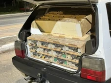 Imagem - Mais de 500 animais silvestres são resgatados dentro de carro em rodovia na Bahia