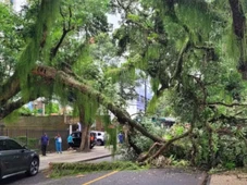 Imagem - Trecho do Corredor da Vitória é bloqueado para veículos após queda de árvore