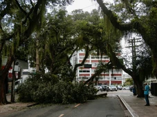 Imagem - Corredor da Vitória tem tráfego liberado após duas horas de bloqueio por queda de árvore