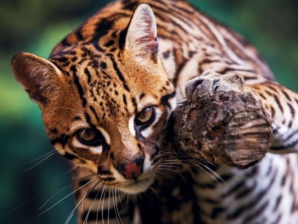 Imagem - Jaguatirica: 7 curiosidades que todo amante da natureza precisa saber