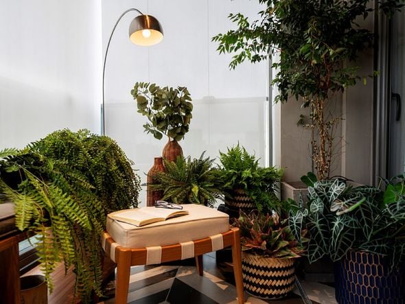 Imagem - Como iluminar ambientes com plantas: 4 dicas práticas