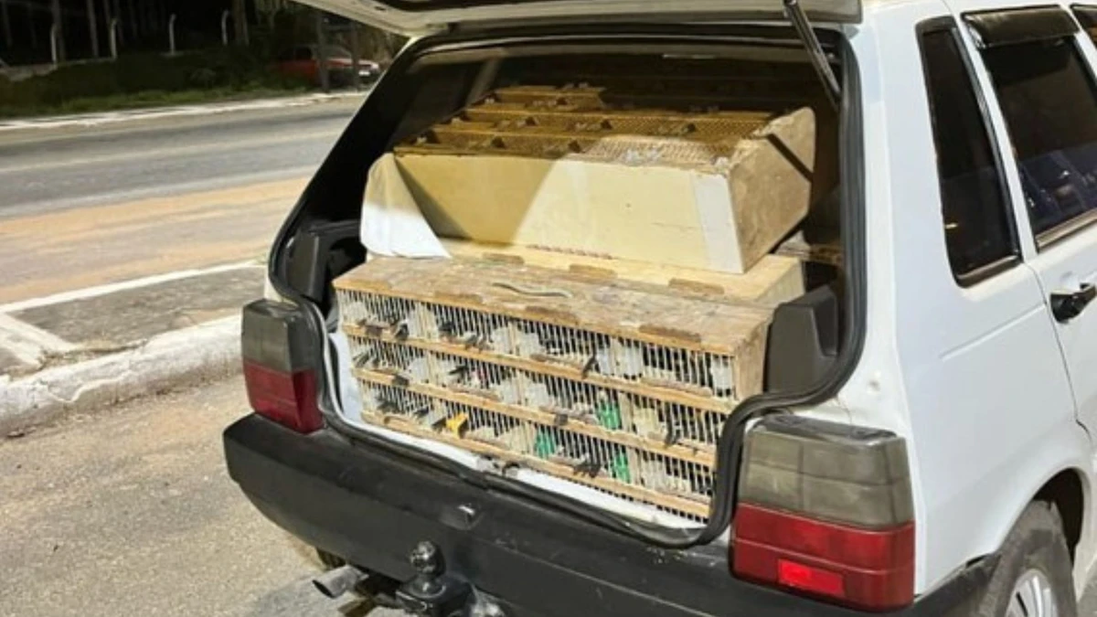 Aves e saguis eram transportados em minúsculas gaiolas