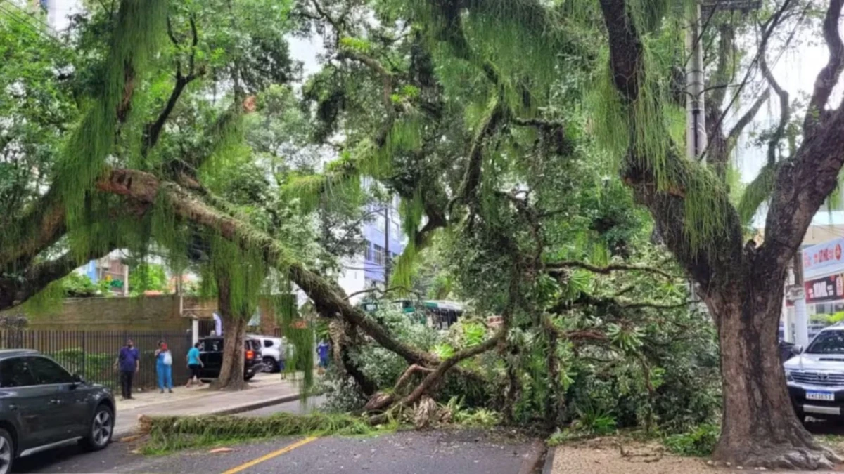 Queda de árvore interdita o Corredor da Vitória
