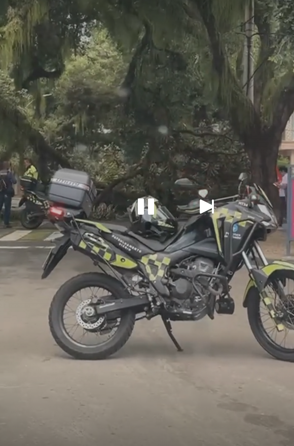 Queda de árvore interdita o Corredor da Vitória por Reprodução