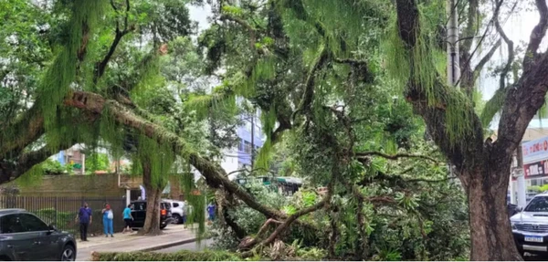 Queda de árvore interdita o Corredor da Vitória por Reprodução