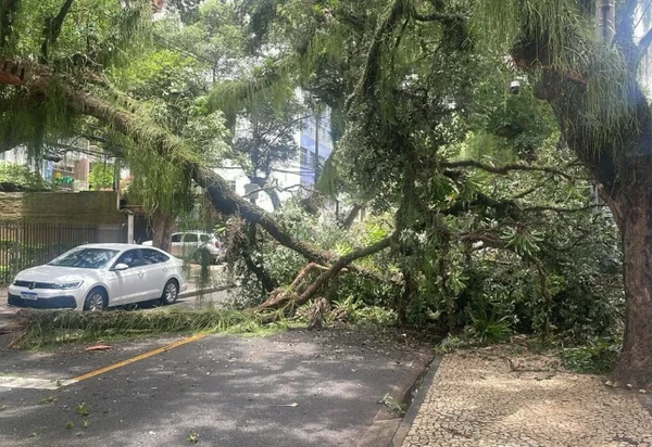 Queda de árvore interdita o Corredor da Vitória por Reprodução