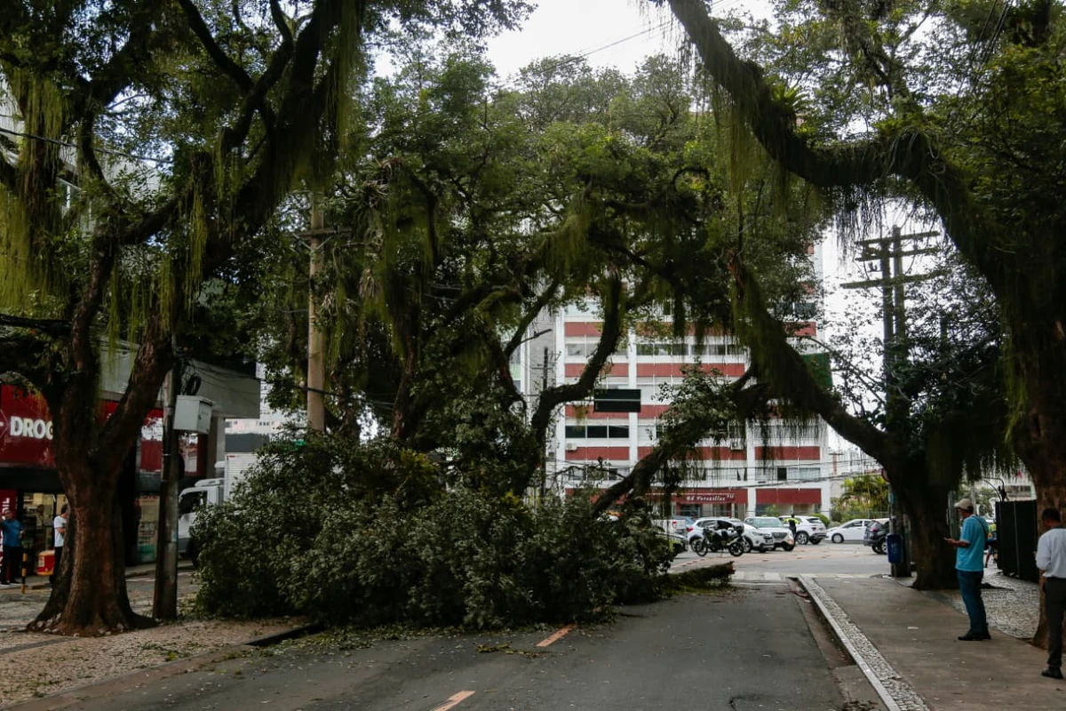 Queda de parte de uma árvore bloqueia o trânsito no Corredor da Vitória