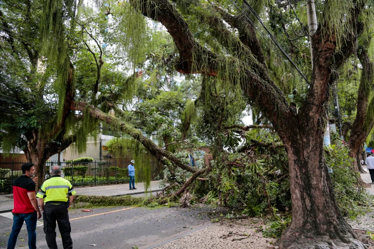 Queda de parte de uma árvore bloqueia o trânsito no Corredor da Vitória por Arisson Marinho/CORREIO